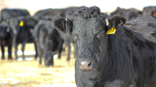 Mature cow