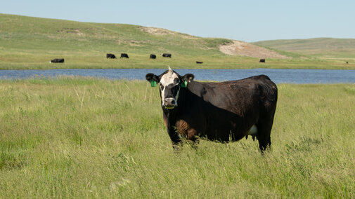 Cows on pasture
