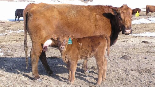 Cow and calf