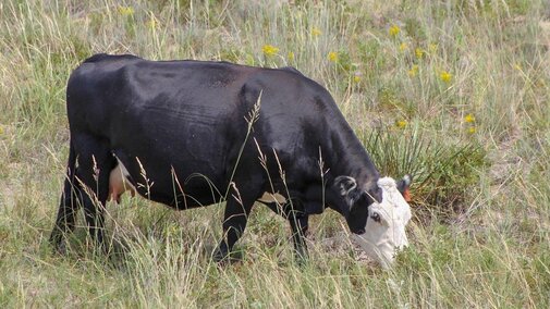 Black cow with white face grazing in a pasture. Photo credit: Troy Walz