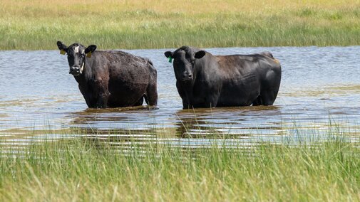 Beef cow and bull