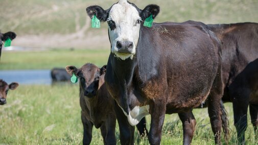 Cow and calf grazing