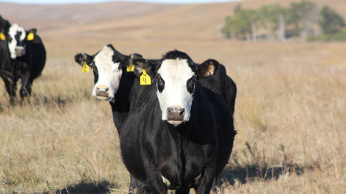 Cows in pasture