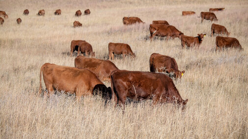 Cows grazing on rangeland