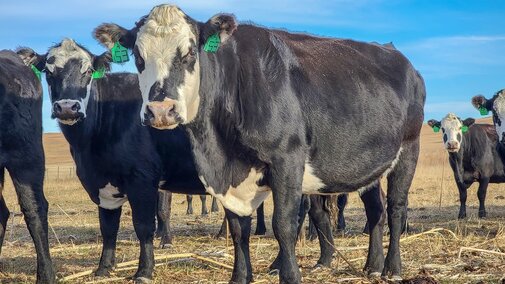 black cows on pasture