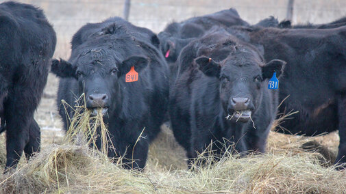 Cows eating meadow hay