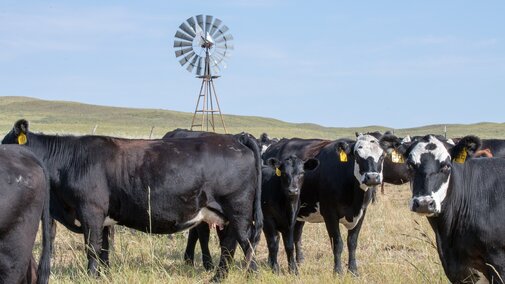 Cows and calves