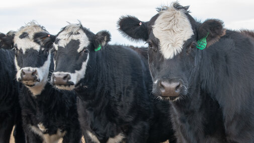 Cows in winter