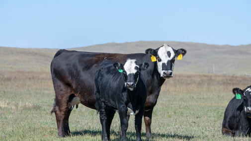 Cow and calf in pasture with another cow laying in the grass