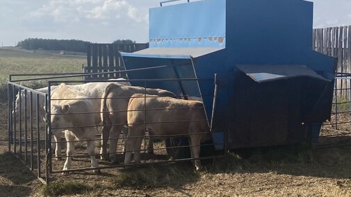 Calves eating out a creep feeder