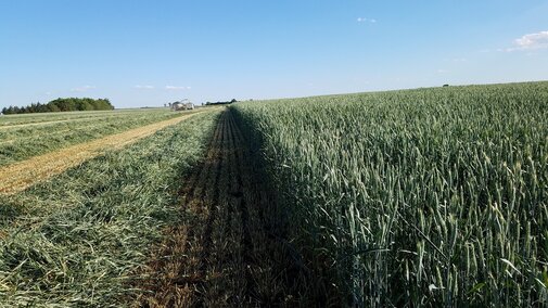Cutting silage