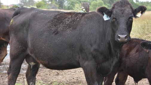 Black cow standing in a grassy field with other cows nearby.  Horn flies can be seen on her back.