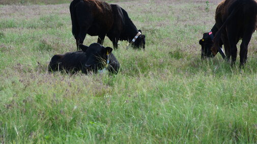 cattle grazing in a pasture wearing GPS collars
