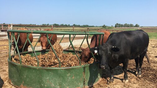 Cowseating cornstalk residue in a round bale feeder