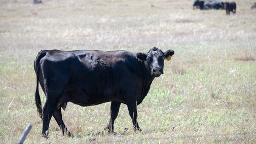 Cow grazing