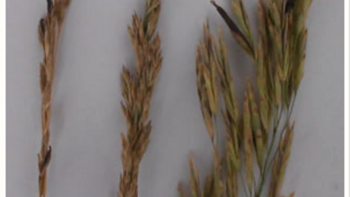Grass seed head with ergot