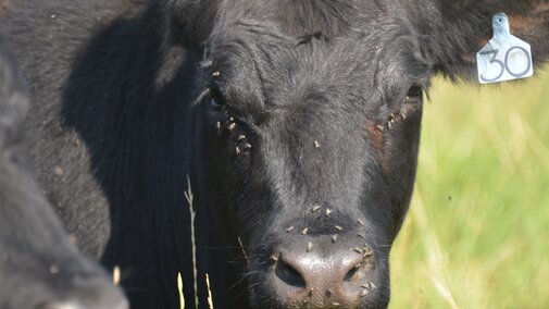 Face flies feeding on steer