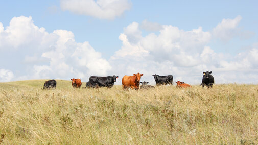 Cows graze on fall rangelands.