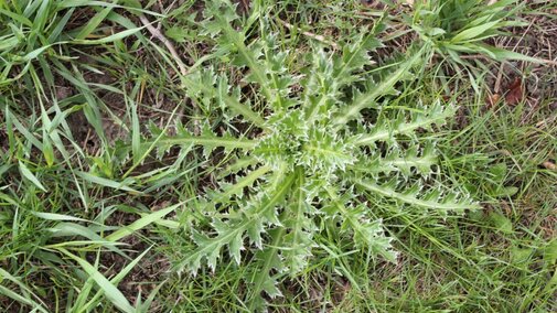 Thistle