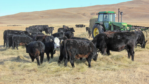 Feeding meadow hay to cows