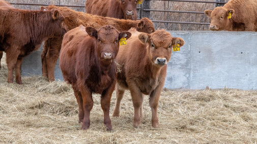 weaned calves
