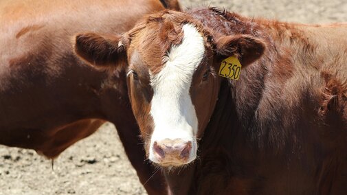 Feedlot steer