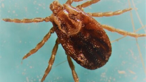 Female winter tick