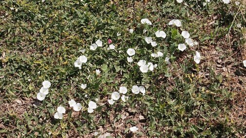 Field bindweed