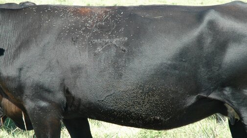 flies on a cow's back