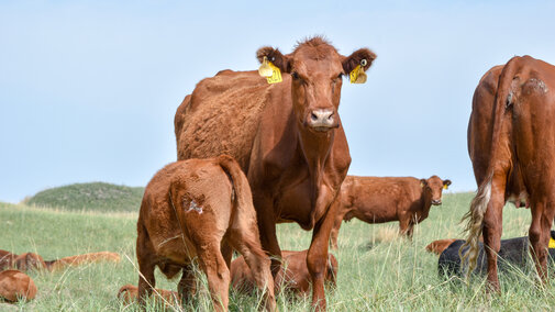 Cow and calf on range