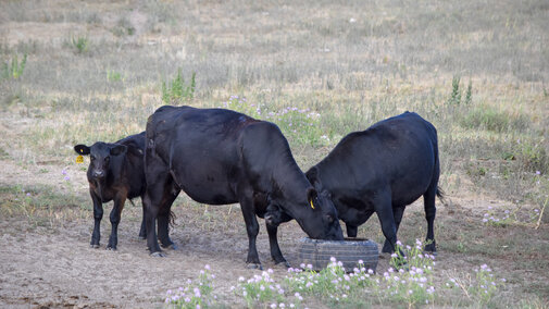 Cows on pasture