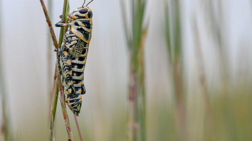 Striped grasshopper clinging to a tall blade of grass in a blurred natural background.