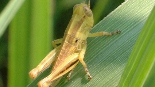 Green grasshopper nymph on grass blade.
