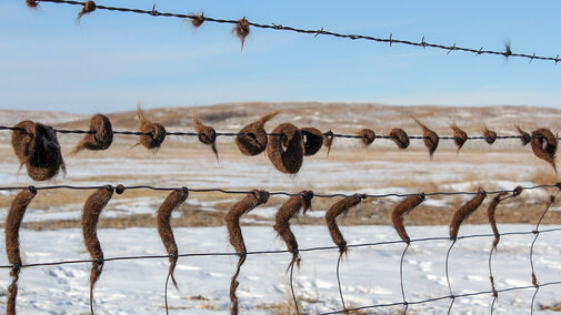 Cattle hair on fence from rubbing due to lice