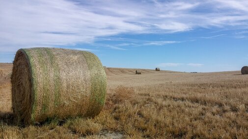 Hay field and bales