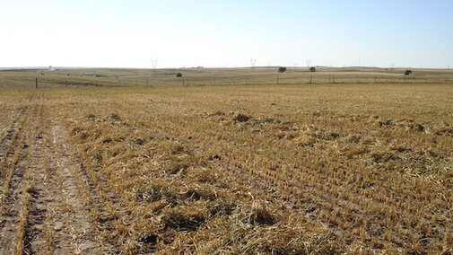 Heavy windrows