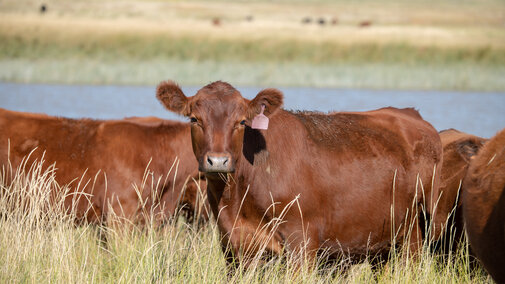 Heifer on range