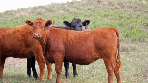 Heifers in a pasture