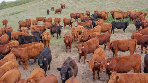 Heifers on rangeland