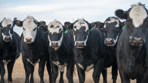 Heifers