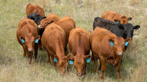Group of replacement heifers