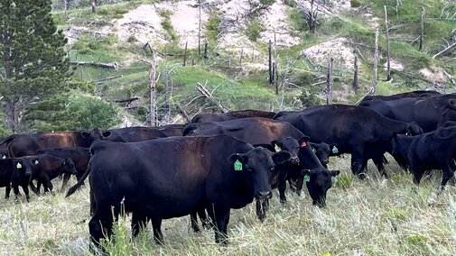 cattle grazing in a pasture