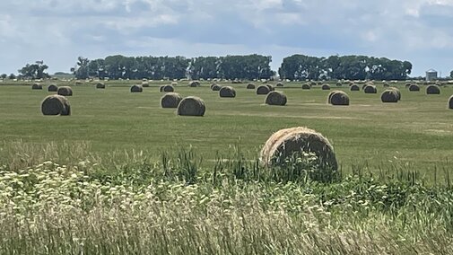 hay bales in a field
