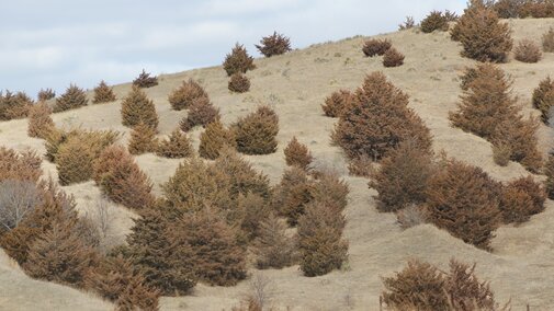 Eastern redcedar