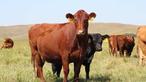 cow calf pairs Photo credit Troy Walz