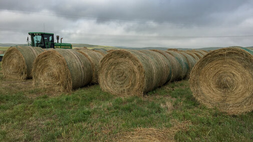 haybales in a field