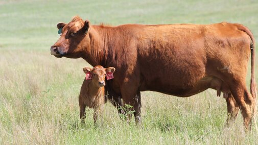 Cow calf