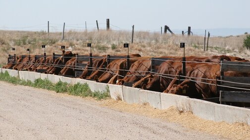 Confined feeding cows