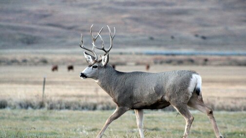 a buck running through a field