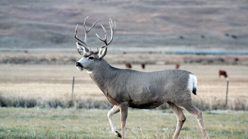 a buck running through a field